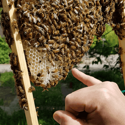 schulgarten-bienenhotel-5