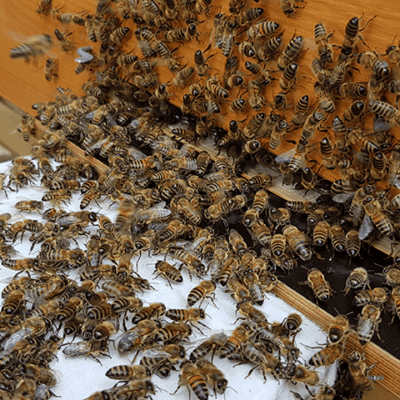 schulgarten-bienenhotel-8