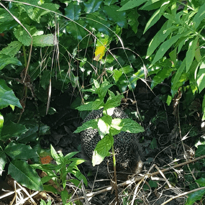 schulgarten-igel