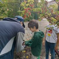 Projekt Sonnenblumen 2023